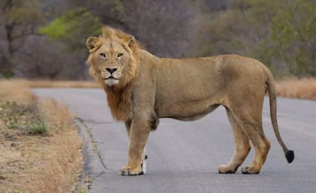 Safari en Tanzanie : les endroits les plus suggestifs à visiter