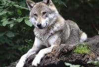 Découvrir le parc du Thot en Dordogne : une immersion au cœur de la Préhistoire