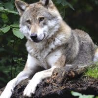 Découvrir le parc du Thot en Dordogne : une immersion au cœur de la Préhistoire