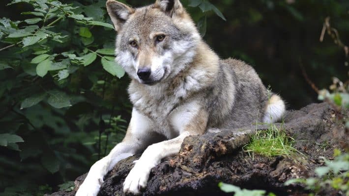 Découvrir le parc du Thot en Dordogne : une immersion au cœur de la Préhistoire