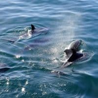 Les meilleures activités à faire sur la côte autour d’Olbia
